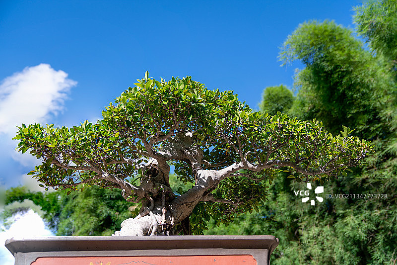 福州西湖公园千姿百态的盆景图片素材