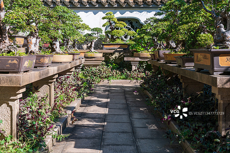 福州西湖公园千姿百态的盆景图片素材