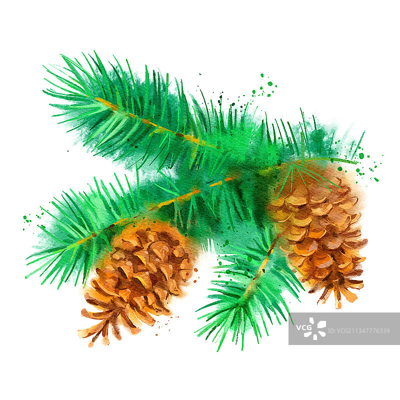 水彩冷杉树枝锥体彩绘图片素材