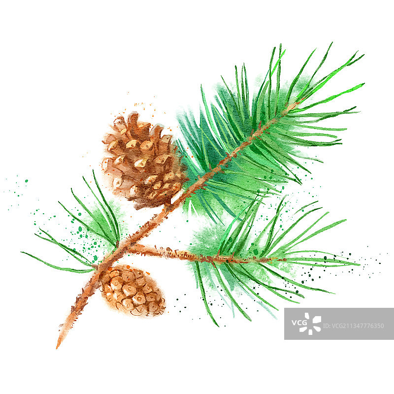松树冷杉树枝锥果水彩画图片素材