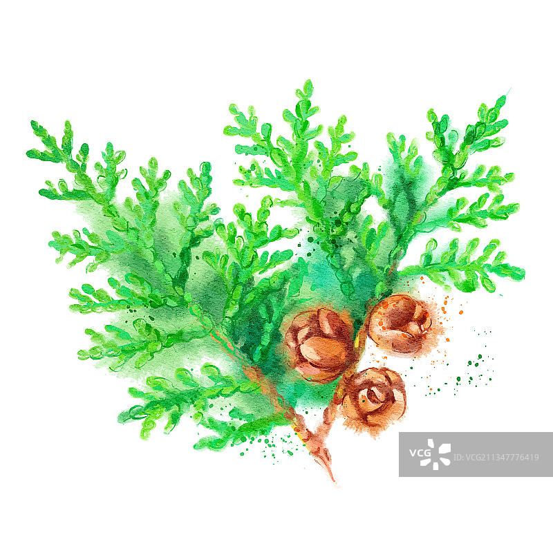 水彩冷杉杜松树枝球果绘画图片素材