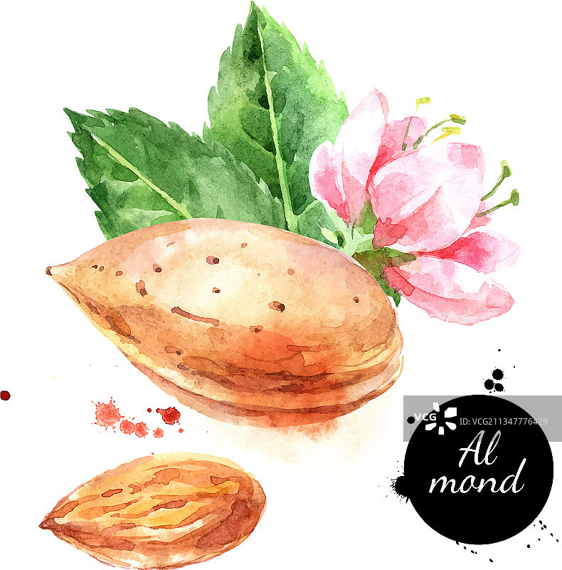 水彩杏仁坚果手绘食品图片素材