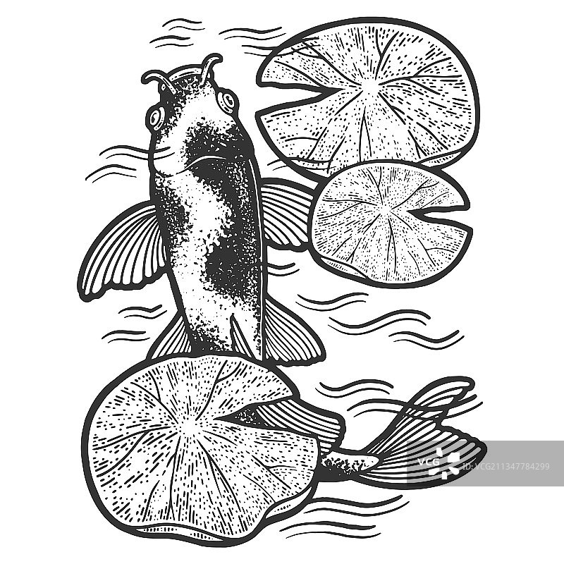 锦鲤鱼素描图片素材