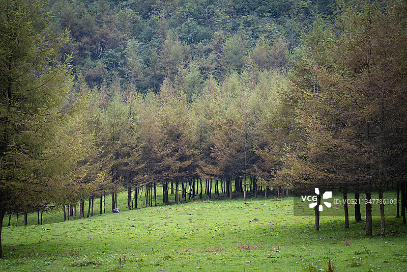 恩施大山顶林场原生态牧场图片素材