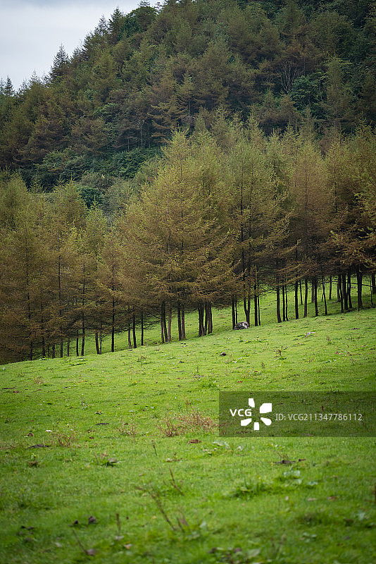 恩施大山顶林场原生态牧场图片素材