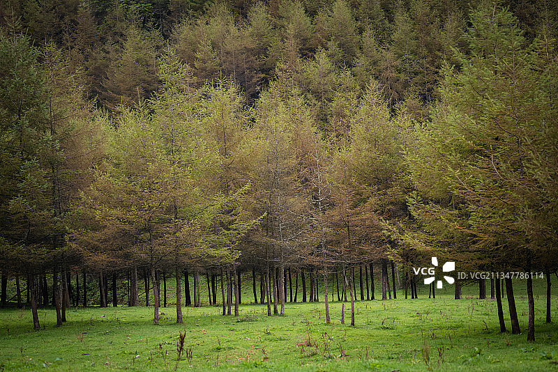 恩施大山顶林场原生态牧场图片素材