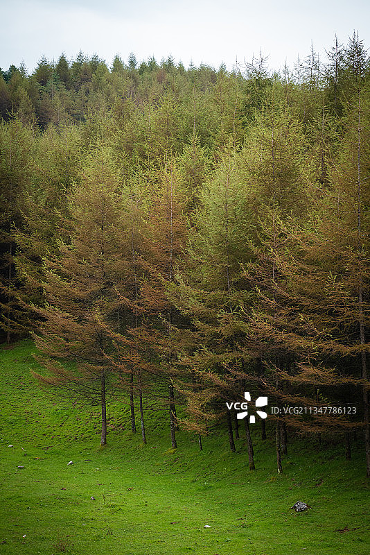 恩施大山顶林场原生态牧场图片素材