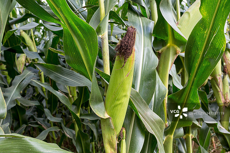 成长中的玉米图片素材