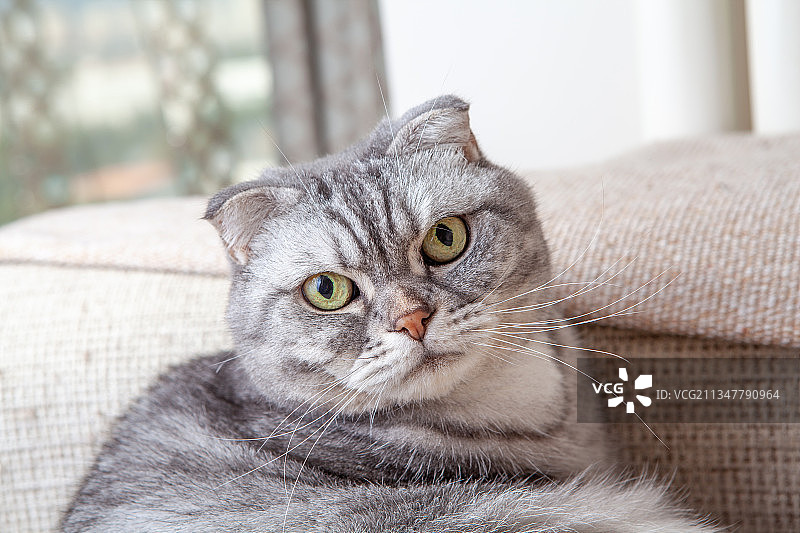 家居饲养的宠物折耳猫咪图片素材