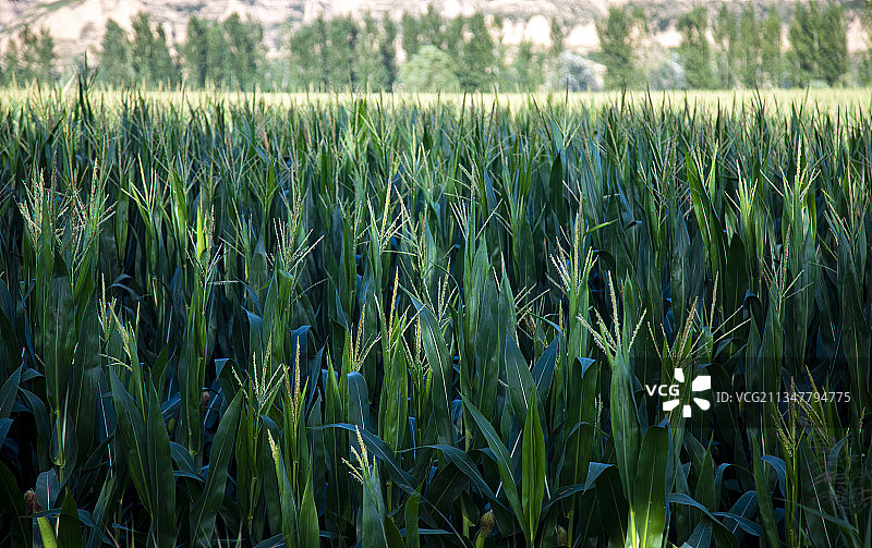 玉米成长期图片素材