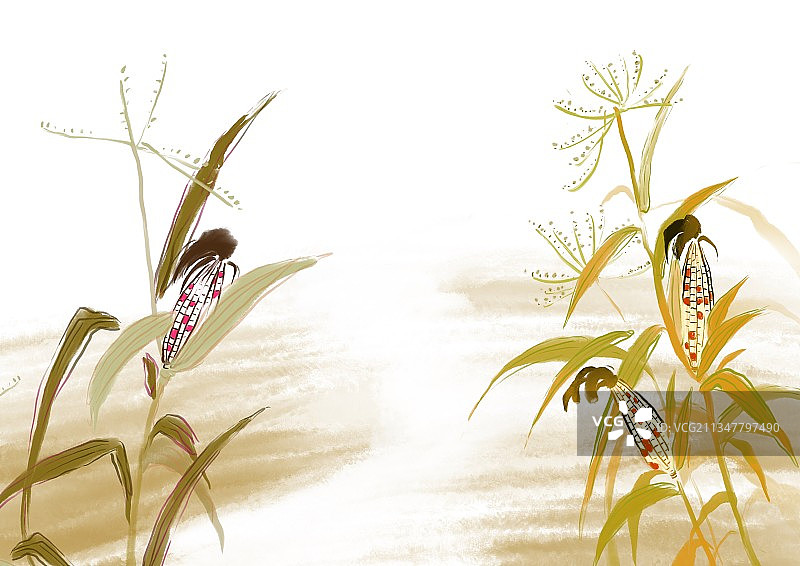 秋天风景农作物玉米地平线农田图片素材