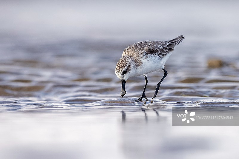 勺嘴鹬图片素材
