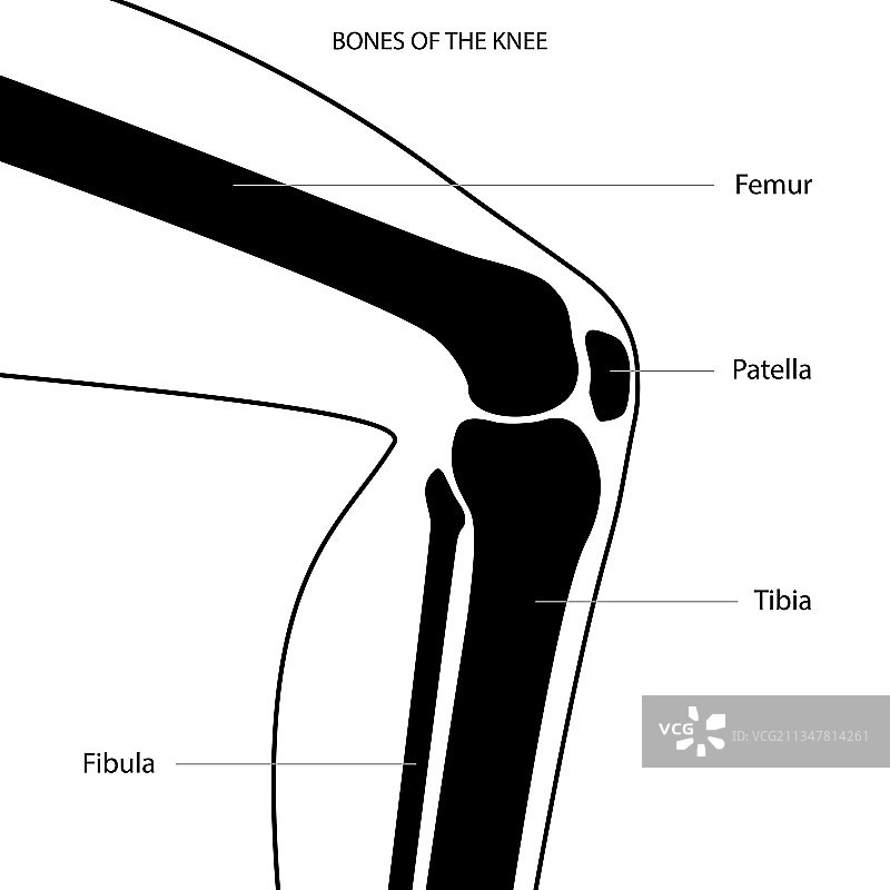 膝盖骨解剖结构图片素材