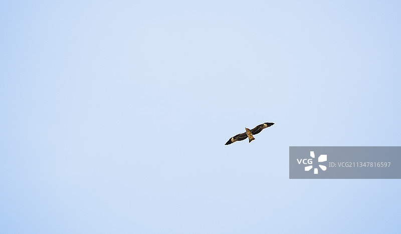 飞翔的老鹰图片素材