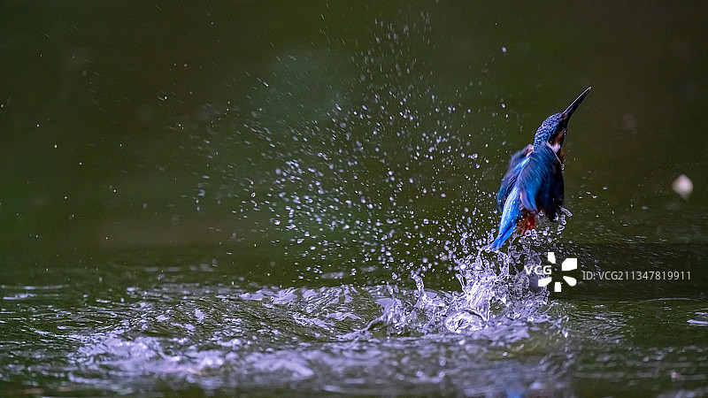 翠鸟出水图片素材