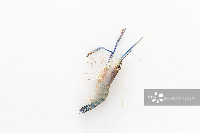 基围虾图片素材