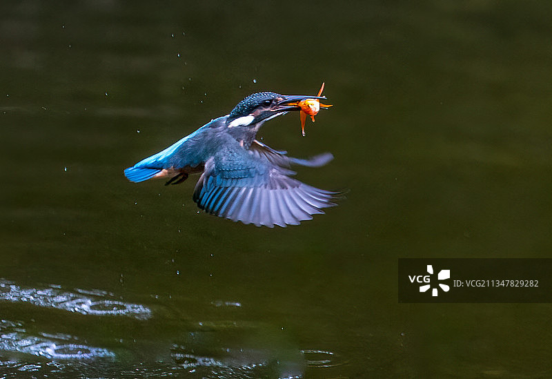 捕获红鱼图片素材