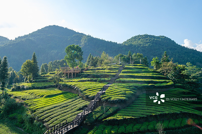 湖北恩施宣恩伍家台茶园图片素材