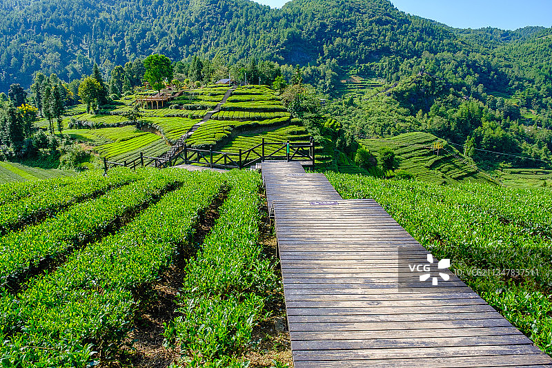 湖北恩施宣恩伍家台茶园图片素材