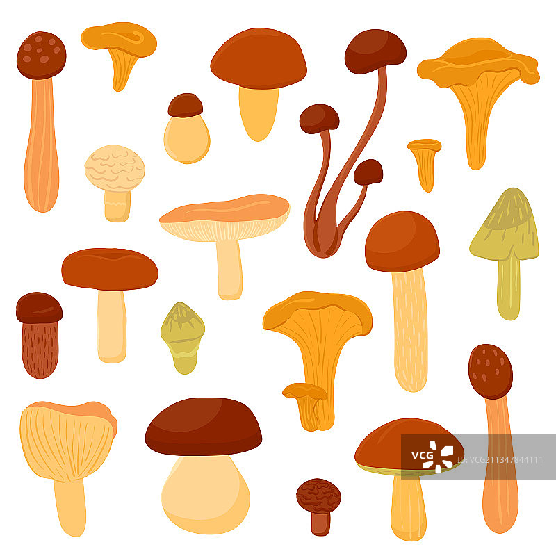 一套不同的食用蘑菇图片素材