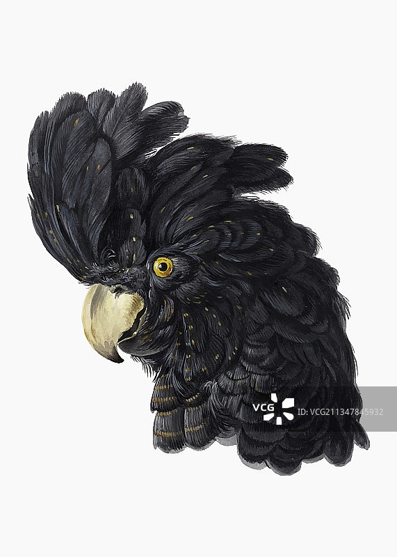 模板描摹图片素材