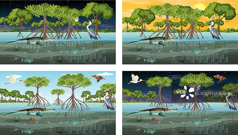 具有不同景观的红树林场景图片素材