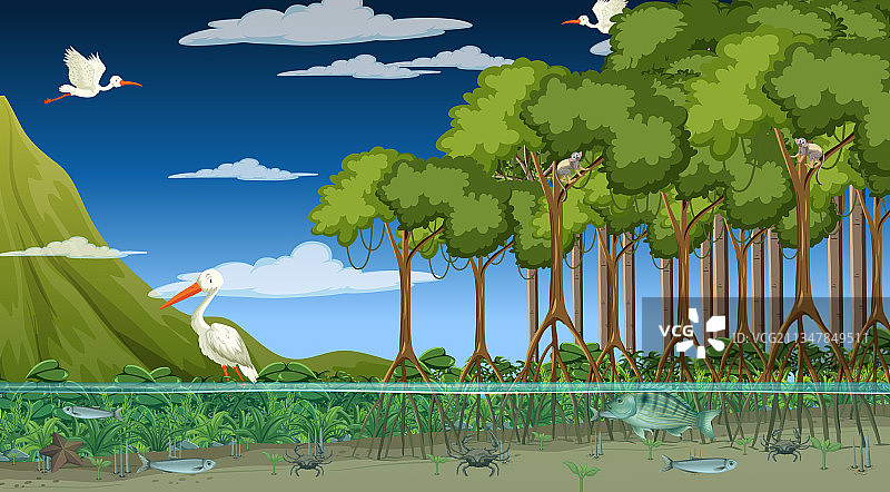 夜幕下红树林中的动物图片素材