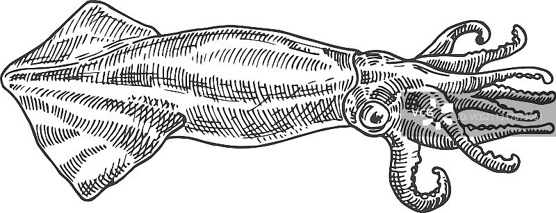 手绘海鲜抽象画图片素材