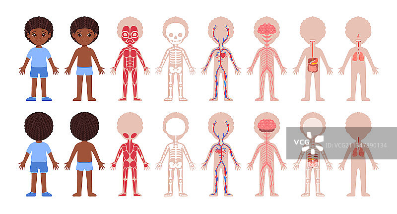 卡通人体系统前后视图合集图片素材