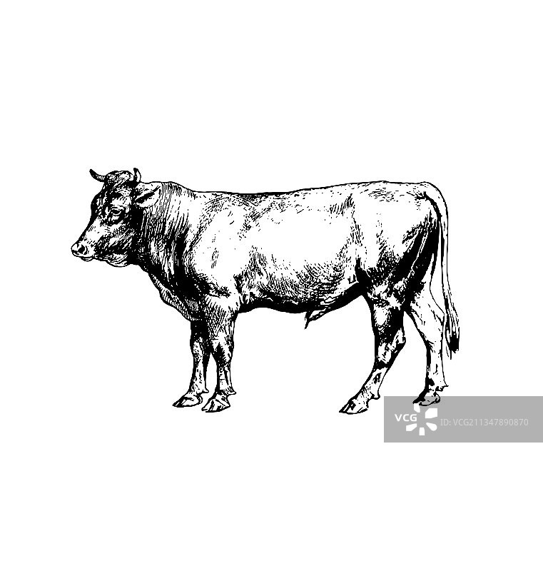 精细的牛图案蚀刻图片素材
