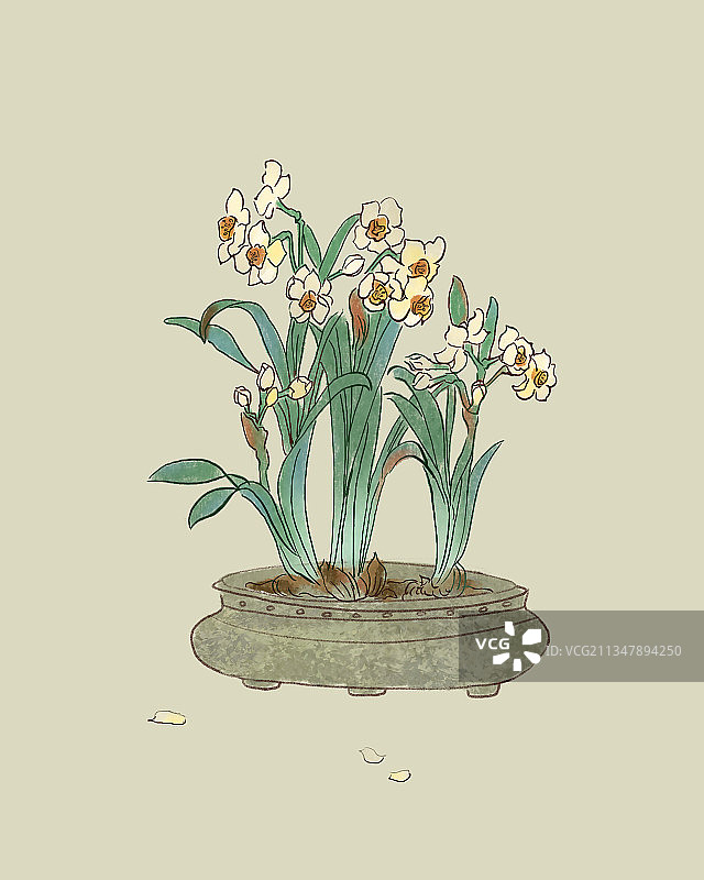 一盆清新淡雅的水仙花图片素材