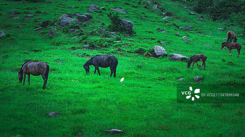 湖南郴州仰天湖草原马吃草图片素材
