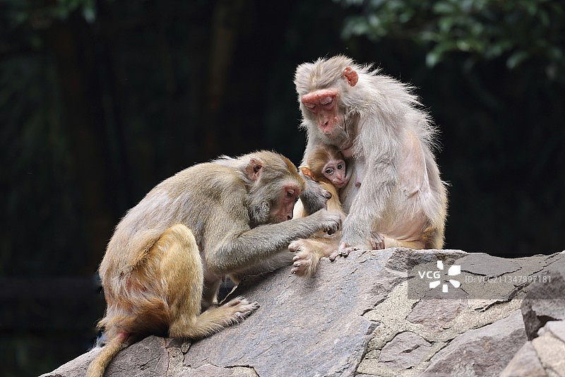 猴儿一家亲图片素材