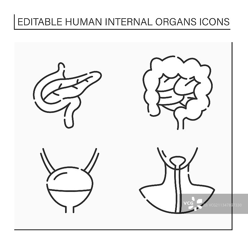 人体内脏器官线性图标合集图片素材