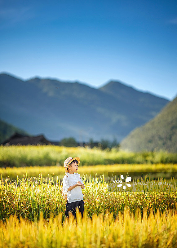 身穿白色上衣戴草帽的小男孩背着小背篓在秋天的稻田里玩耍图片素材