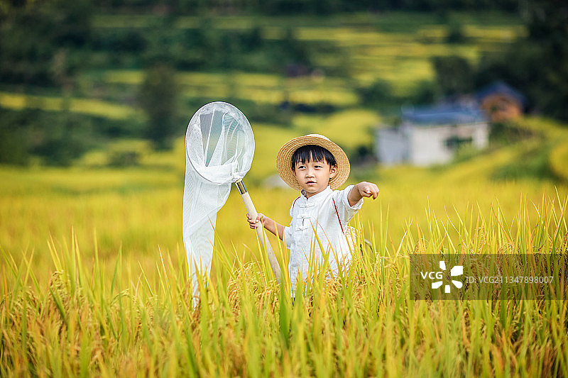 穿白色上衣头戴草帽的小男拿着捕虫网在秋天的稻田中捕虫图片素材