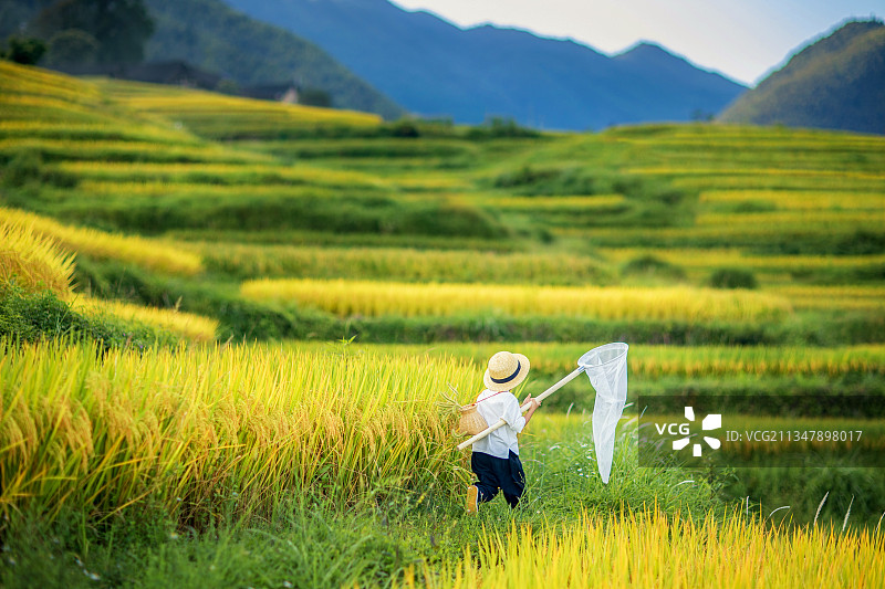 穿白色上衣头戴草帽的小男拿着捕虫网在秋天的稻田中捕虫图片素材