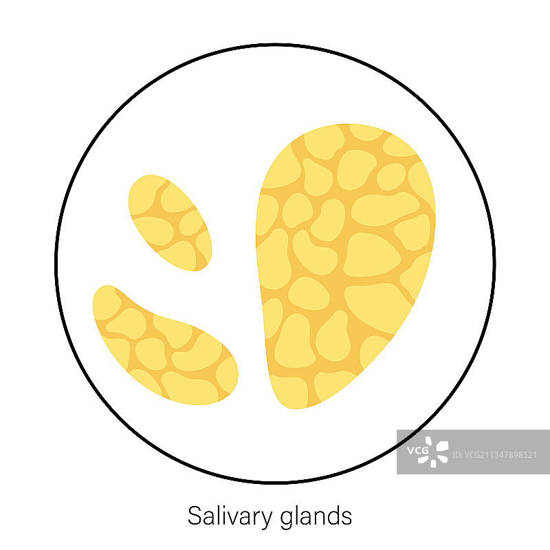 唾液腺概念图片素材
