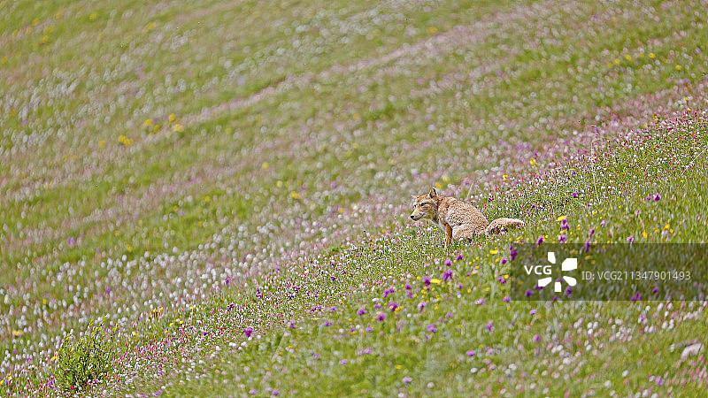 青海玉树-夏日花海中的藏狐图片素材