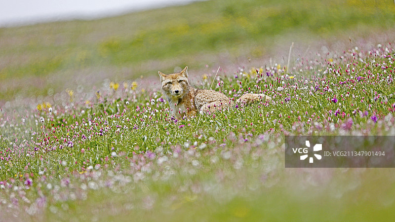 青海玉树-夏日花海中的藏狐图片素材