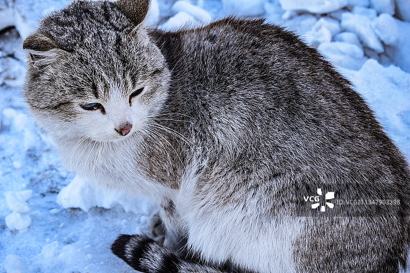 雪地里的猫图片素材