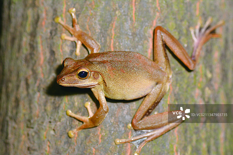斑腿泛树蛙 Polypedates Megacephalus图片素材