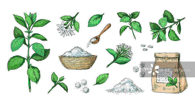 手绘甜叶菊健康代糖植物图片素材