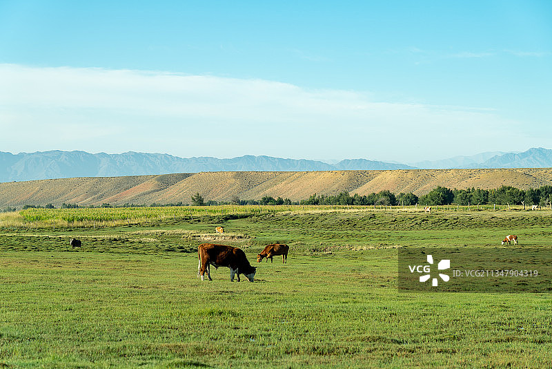 乌鲁木齐达坂城师弟图片素材
