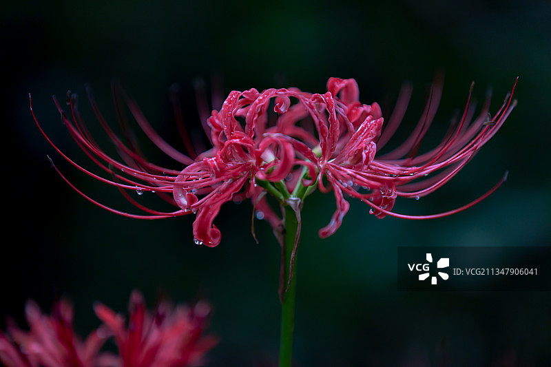 彼岸花图片素材