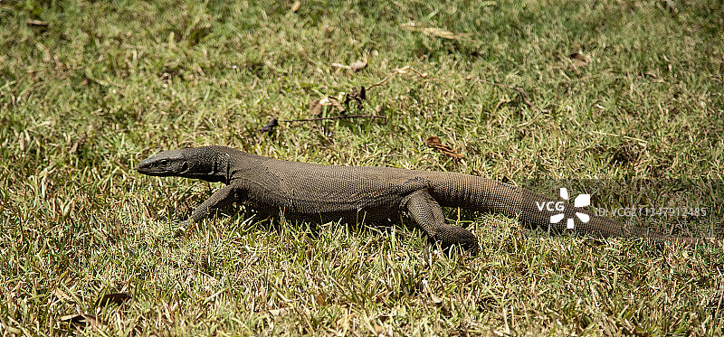 孟加拉巨蜥图片素材