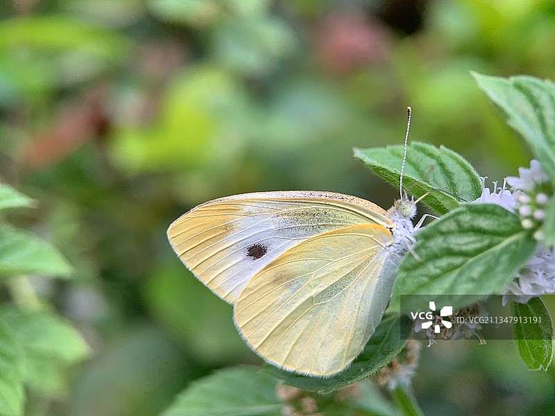 东方菜粉蝶爱上薄荷花图片素材