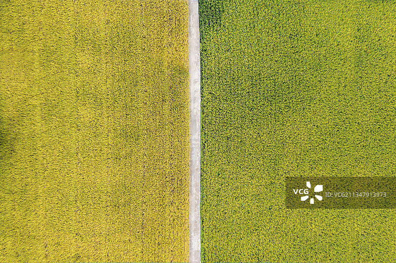 金秋稻香图片素材