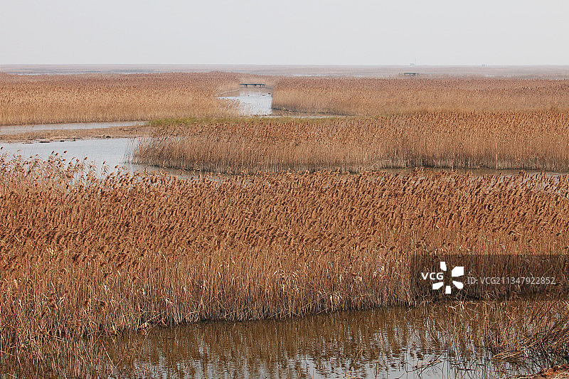 上海崇明，东滩，芦苇荡，野鸭图片素材