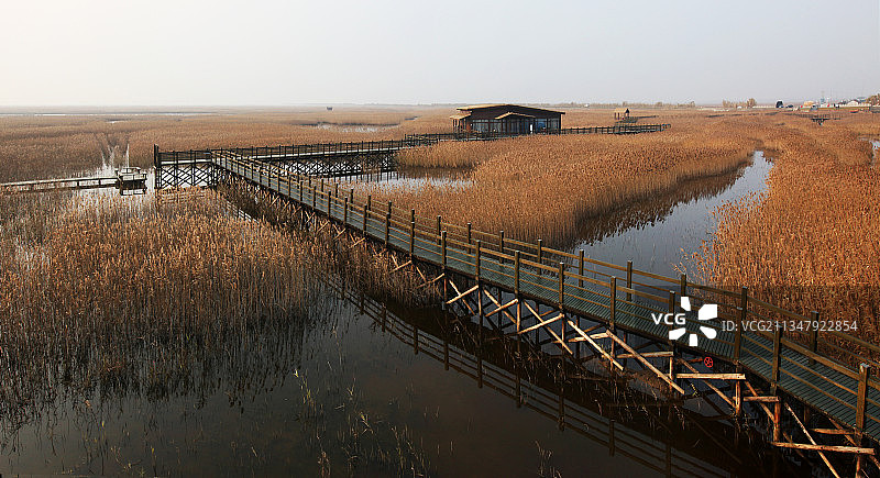 上海崇明，东滩，芦苇荡，野鸭图片素材